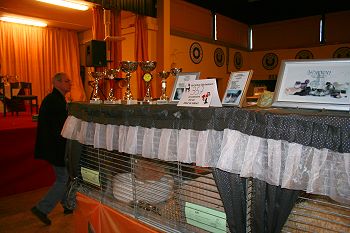 Show decoration Silverdance Cattery