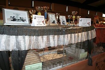 Show decoration Silverdance Cattery