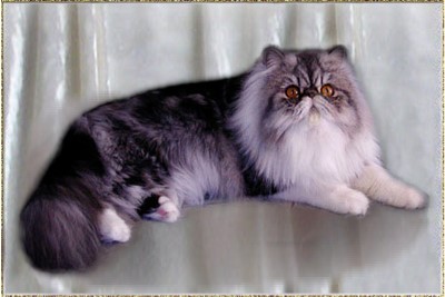Brettonpark What's In A Name ... Silver-Tabby-White classic female 3 years old