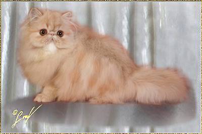 Fluffygrape Sweet Snickerdoodles ... cream tabby classic male 5 months old