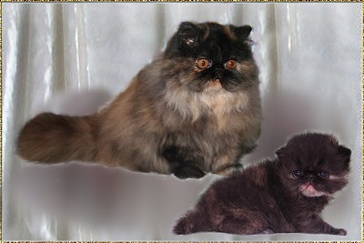 Just-4-Fun Lillybelle ... tortie female 6 months and 4 weeks old