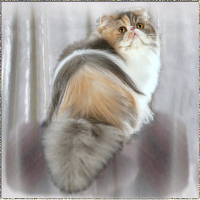 Pouncingpaws Colors On Parade .... Blue-Silver-Patched-Tabby-White classic 1 years old