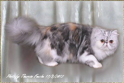 Balouchi Buttons n' Bows of Purrbridge ... silver-torbie-white female 3,5 years old