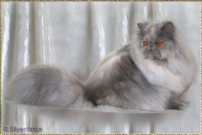 Silverdance Jewel ... blue-cream-smoke female 8,5 months old