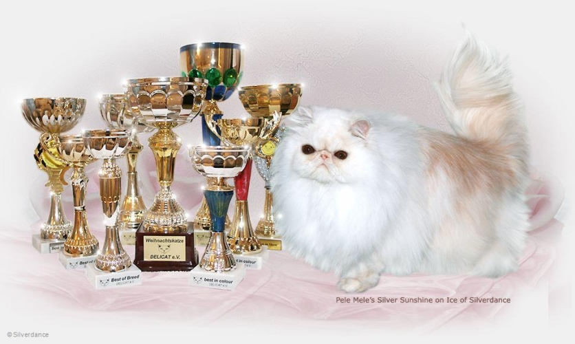 CFA CH / IC Pele Mele´s Silver Sunshine On Ice of Silverdance - 18 months old