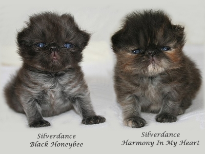 Silverdance Litter