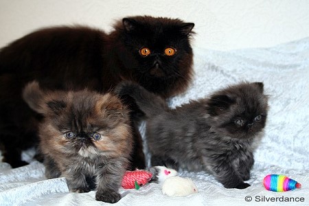 Silverdance Litter