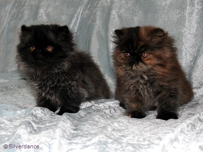 Silverdance Litter