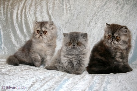 Silverdance Litter