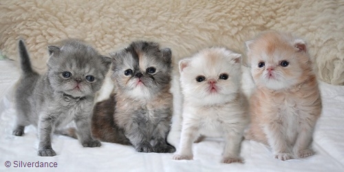 Silverdance Litter