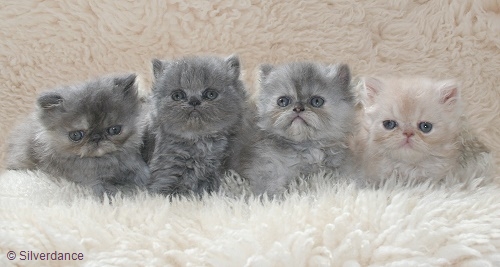 Silverdance Litter