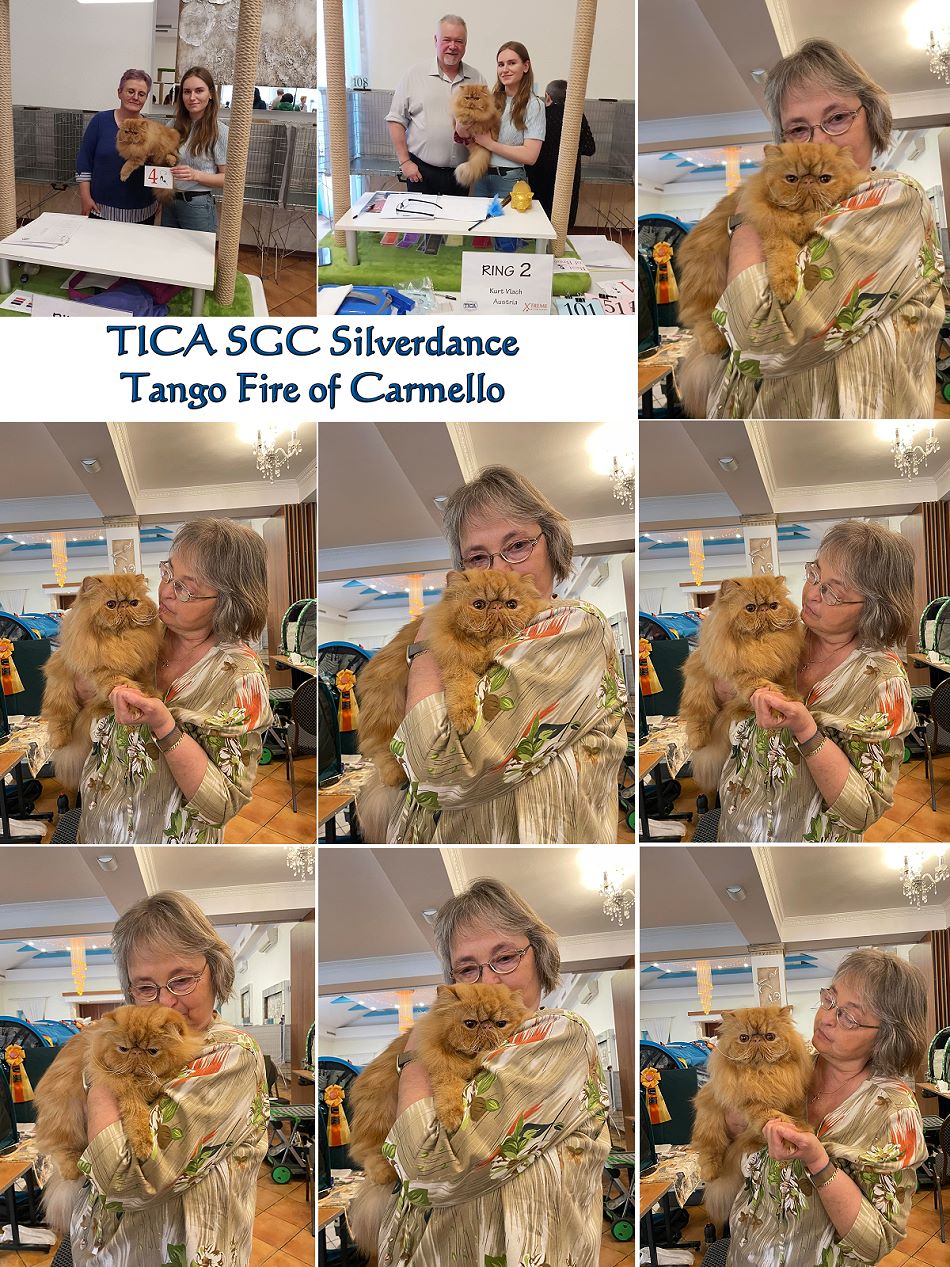 TICA RW SGC Silverdance Tango Fire of Carmello