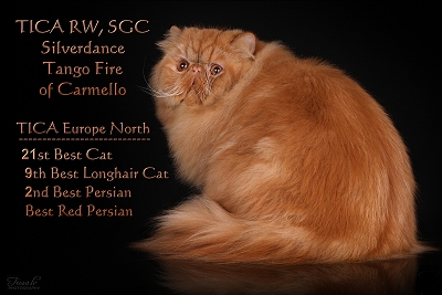 TICA RW SGC Silverdance Tango Fire of Carmello