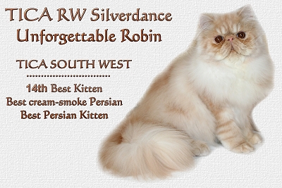 TICA RW Silverdance Unforgettable Robin