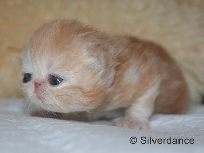 Silverdance Ice Drops