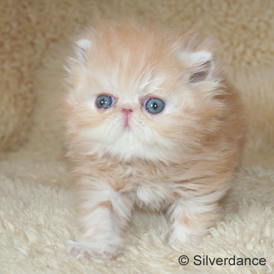 Silverdance Ice Drops