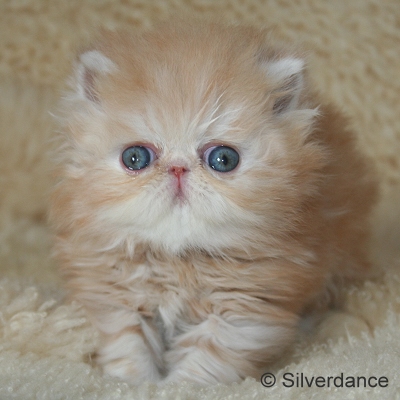 Silverdance Ice Drops