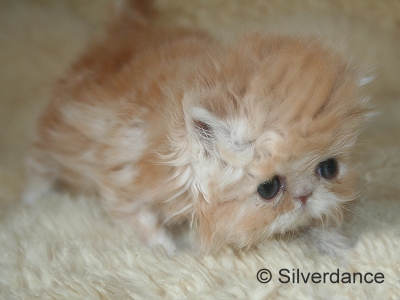 Silverdance My Delight