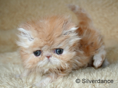 Silverdance My Delight