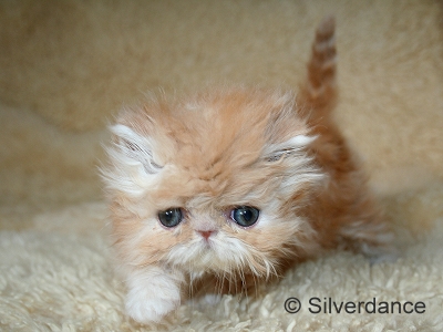 Silverdance My Delight