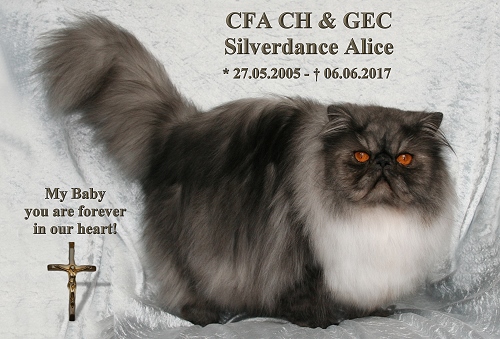 CFA CH/GEC Silverdance Alice