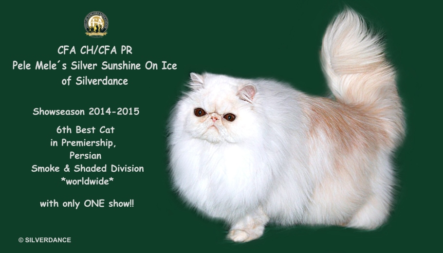 CFA CH/GEC Pele-Mele's Silver Sunshine on Ice of
Silverdance