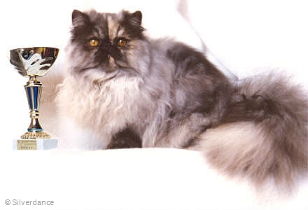 BIS Specialshow persians 7,5 month old