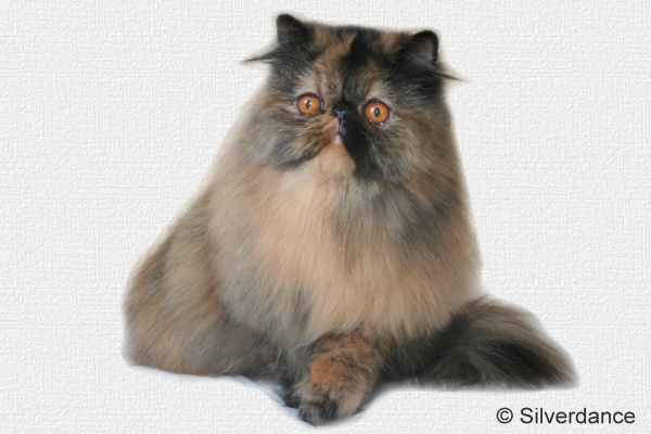 CH Almathea Dark Rose of Silverdance