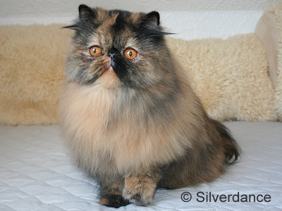 CH Almathea Dark Rose of Silverdance