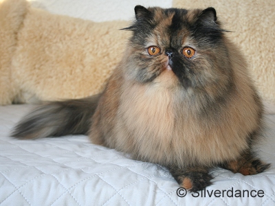 CH Almathea Dark Rose of Silverdance