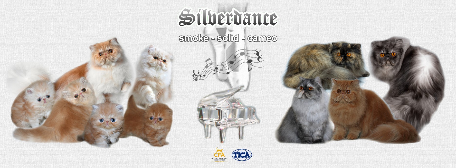 Silverdance Persians - CFA & TICA cattery for smoke Persians & solid Persians & cameo Persians 