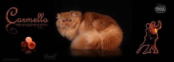 TICA RW SGC Silverdance Tango Fire of Carmello