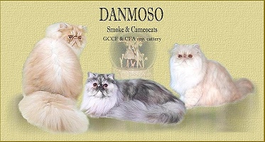 cattery Danmoso 