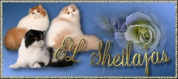 Elshetlajas cattery