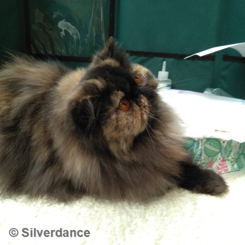 TICA RW, QGC/EC Yellicle's Medley of Silverdance