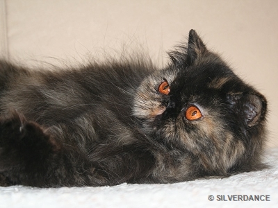 TICA RW, QGC/EC Yellicle's Medley of Silverdance