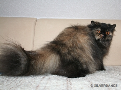 TICA RW, QGC/EC Yellicle's Medley of Silverdance