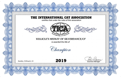 TICA RW, QGC/EC Yellicle's Medley of Silverdance