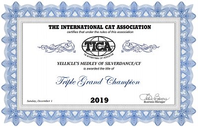 TICA QGC/CH Yellicle's Medley of Silverdance