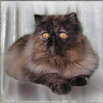 Belocki´s Blackberry of Baltic Bay .... black-tortie female 12 months old