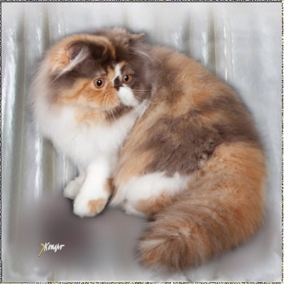 Chatil de Rexs Isabella ... chocolate tortie white feamle, 10 months old