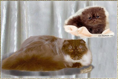 Crayola Cats Chunkey Monkey ... chocolate-smoke male 4 weeks and 8  months old