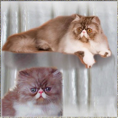 Crayola Cats O-H-R-E-O ... chocolate-smoke-white male 5 weeks and 8 months old