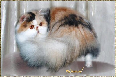 Crayola Cats Vivid Imagination ... calico-smoke-tuxedo 8 months old