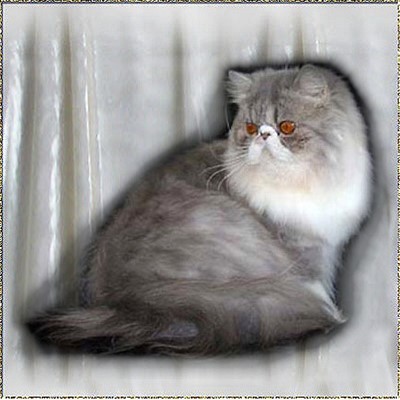 El Sahib's Naiky of Roggenstein ...Blue-Silver-Tabby-White mackerel female 3 years old