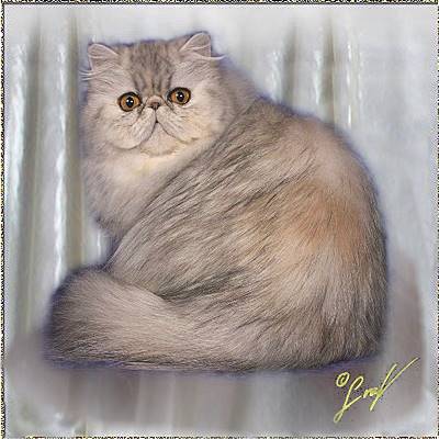 Fluffygrape’s Little Miss Coupe ... Blue Patched silver mackerel tabby female 15 months old