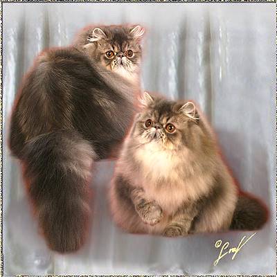 Fluffygrape's Touched By An Angel ... Blue Tabby Classic female 7 months old