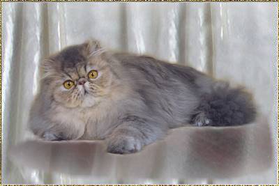 Fluffygrape’s Blue Jewel of China ... Blue mackerel tabby female 6 months old