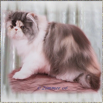 Cosydreams Gothika ... calico-smoke female 4 months old