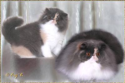 Henrietan Al Chiaro di Luna of Bjonnasen ... dilute calico female 12 weeks and 9 months old